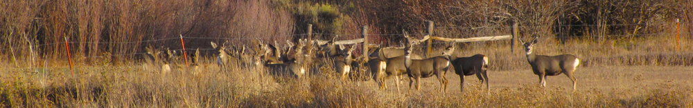 Westcliffe Home and Ranch,Colorado mountain land, homes, cabins, mountain property, real estate, Westcliffe, Custer County, Fremont County, Colorado hunting property